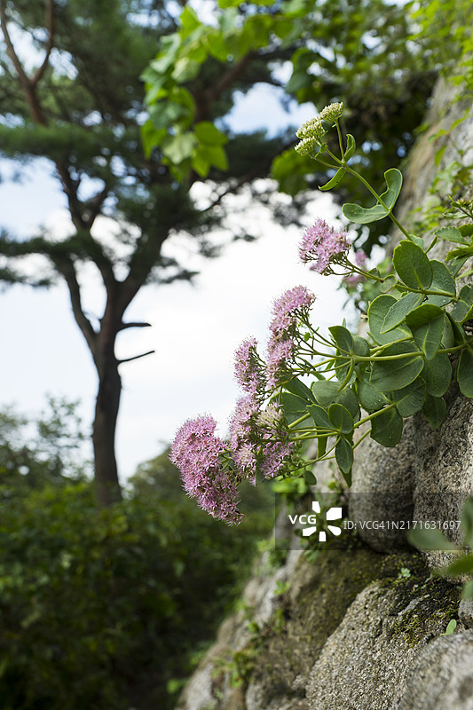 南汉山城的大雉鸡巢图片素材