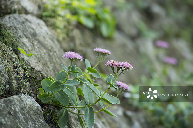 南汉山城的大雉鸡巢图片素材