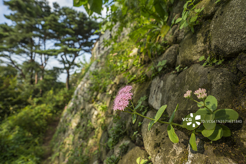南汉山城的大雉鸡巢图片素材