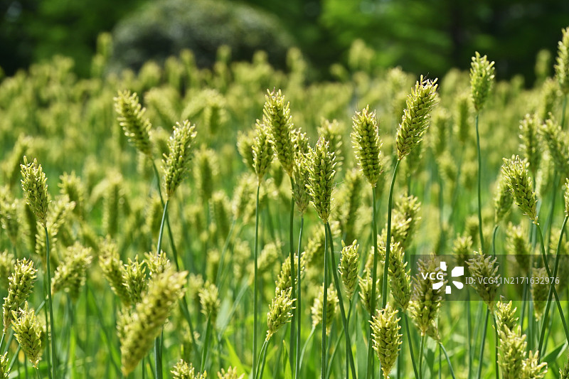 全罗南道顺天市顺天湾国家花园图片素材