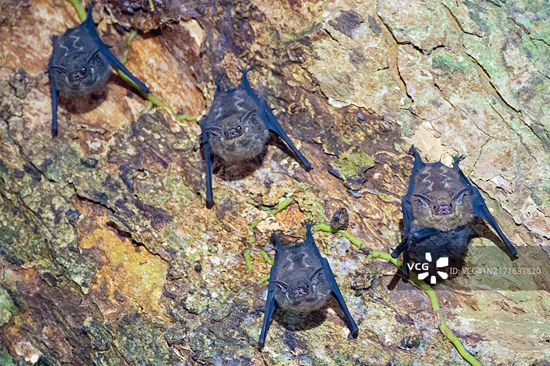 栖息在热带雨林中心的蝙蝠图片素材