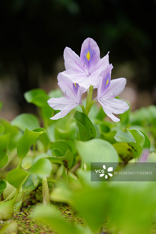 紫萁花图片素材