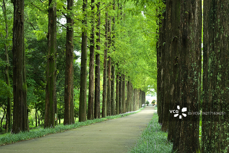 全罗南道罗州市森林资源研究所图片素材