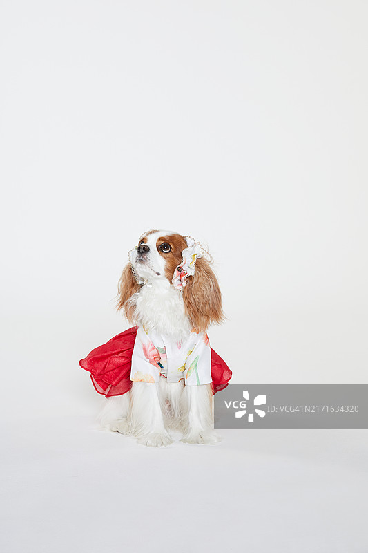 小狗，查理士王小猎犬，韩服图片素材