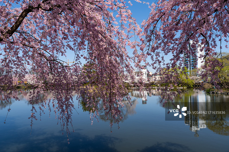 韩国庆尚南道昌宁郡莲池塘的樱花图片素材