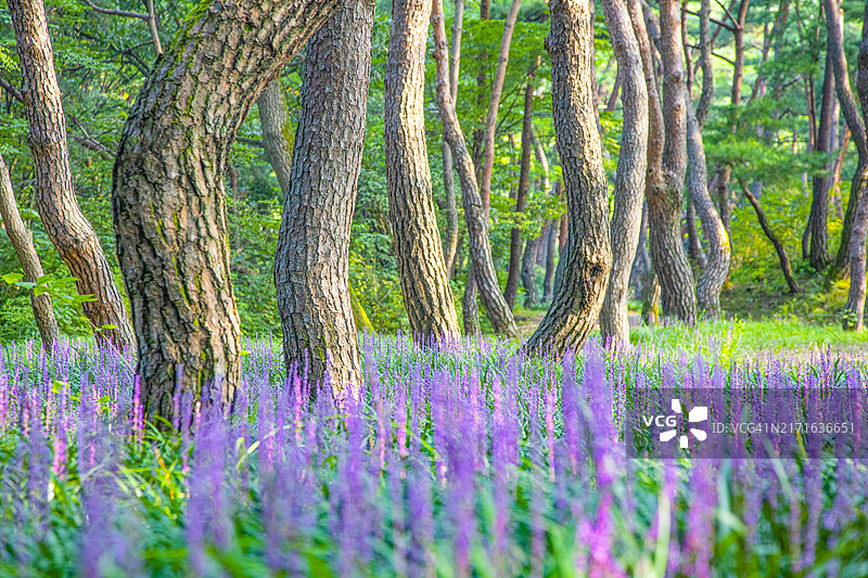 麦冬，金乌山，龟尾市，松树林图片素材