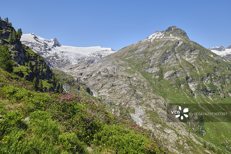 大韦内迪格山与高山玫瑰，Hohe Tauern国家公园图片素材