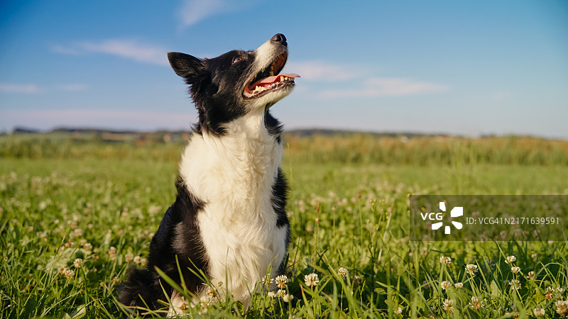充满活力的边境牧羊犬享受户外玩耍时光图片素材
