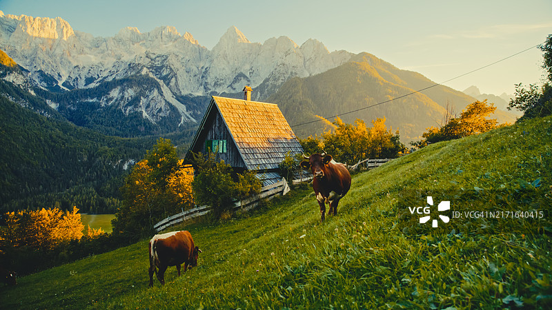 宁静的阿尔卑斯山与吃草的牛群图片素材