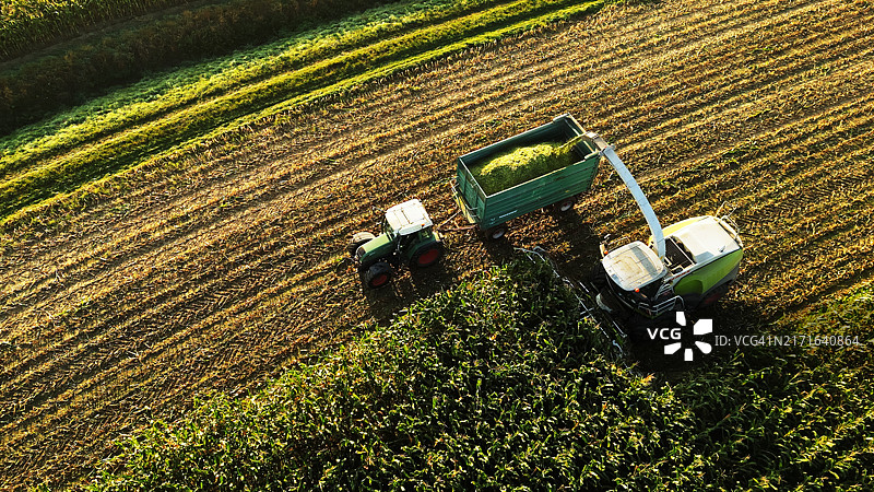 金色时段的玉米收割与拖拉机图片素材