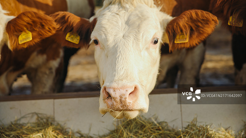 好奇的奶牛特写图片素材