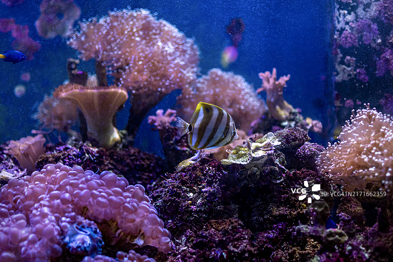 安达曼海的鱼和珊瑚特写图片素材