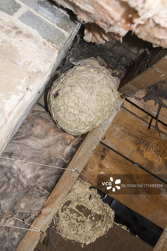 苏格兰中部：房屋阁楼里的黄蜂窝图片素材