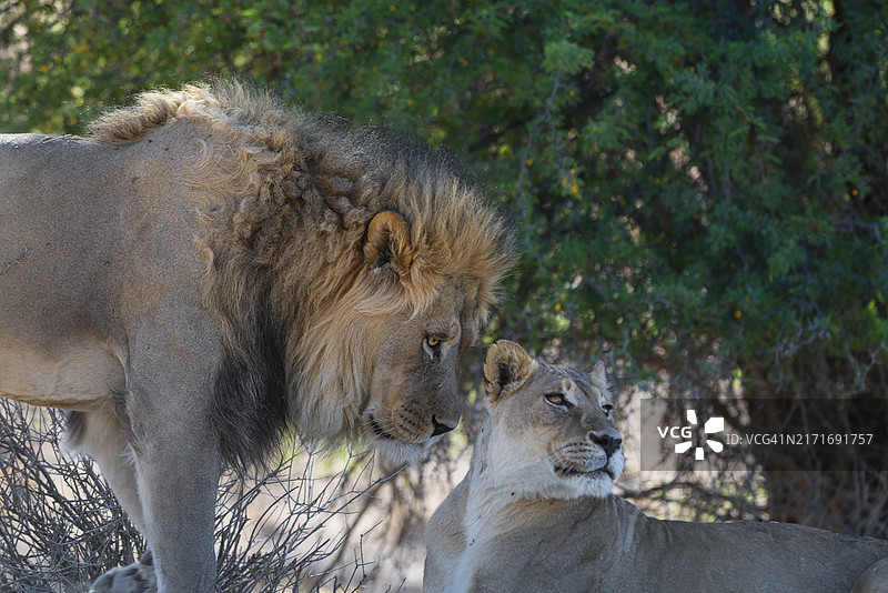 求偶中的狮子图片素材