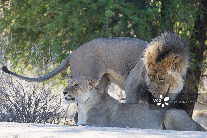 求偶中的狮子图片素材