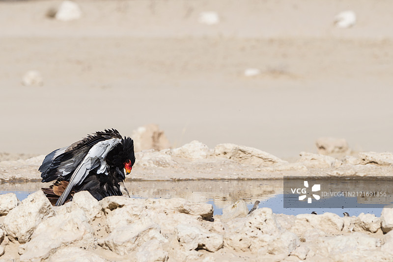 在水坑旁的矛隼鹰图片素材