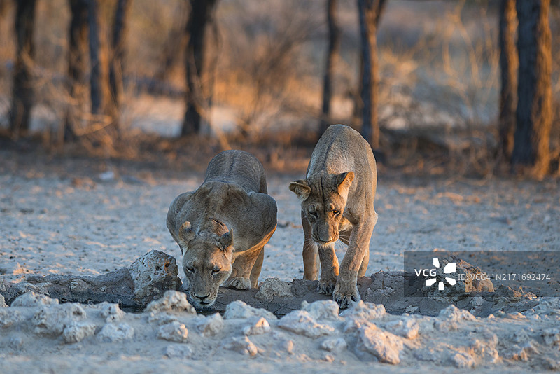 水坑边的两只母狮图片素材