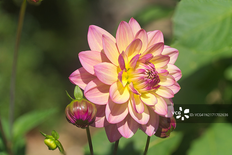 鲜艳的粉色、黄色和奶油色大丽花花头，花朵绽放。堆叠图像。苏格兰中部地区，英国图片素材