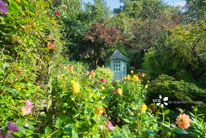 拥挤的家庭花园，种满大丽花图片素材