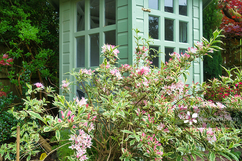 英国苏格兰中部花开的锦带花。图片素材
