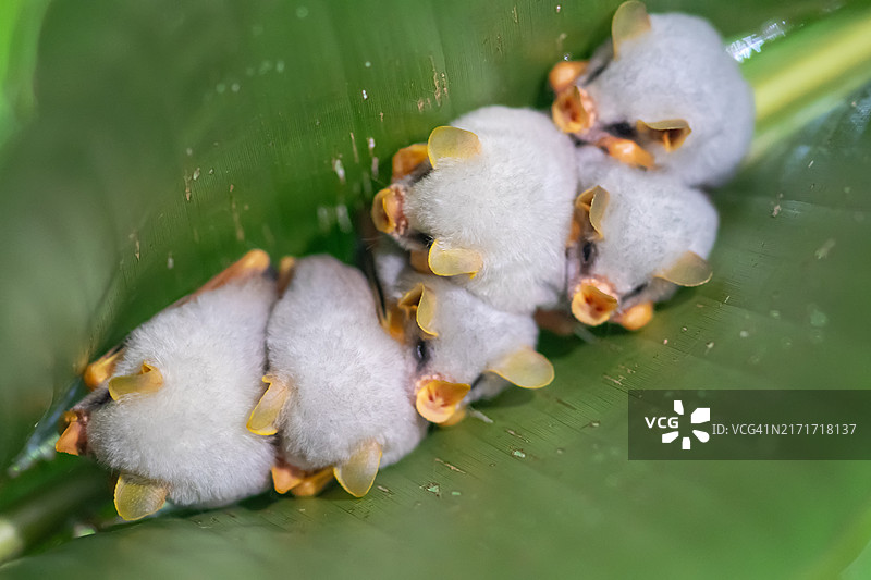 栖息在树叶帐篷中的白色蝙蝠图片素材