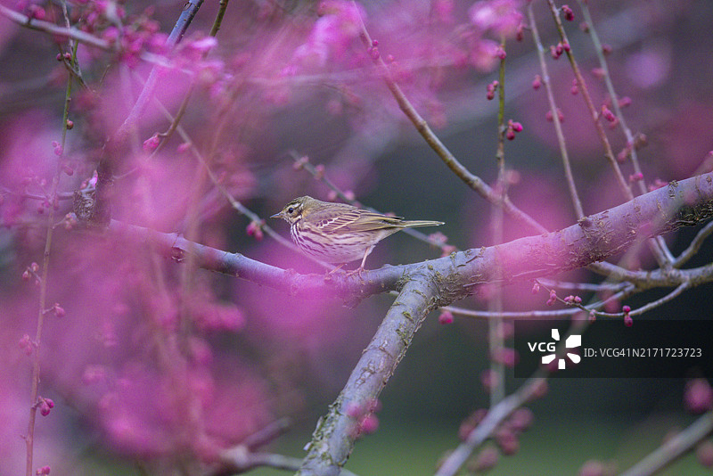 盛开的李子花图片素材