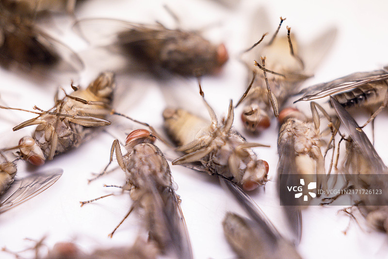 采采蝇图片素材
