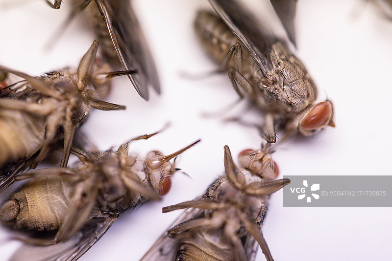 采采蝇图片素材