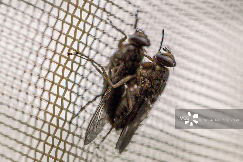 采采蝇交配图片素材