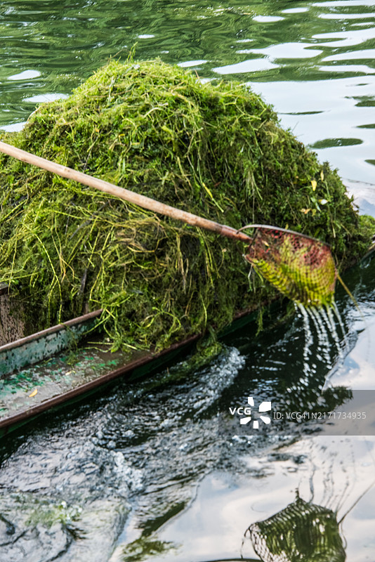 北京北海湖清除水生杂草图片素材