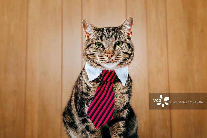 办公室里的商务猫图片素材