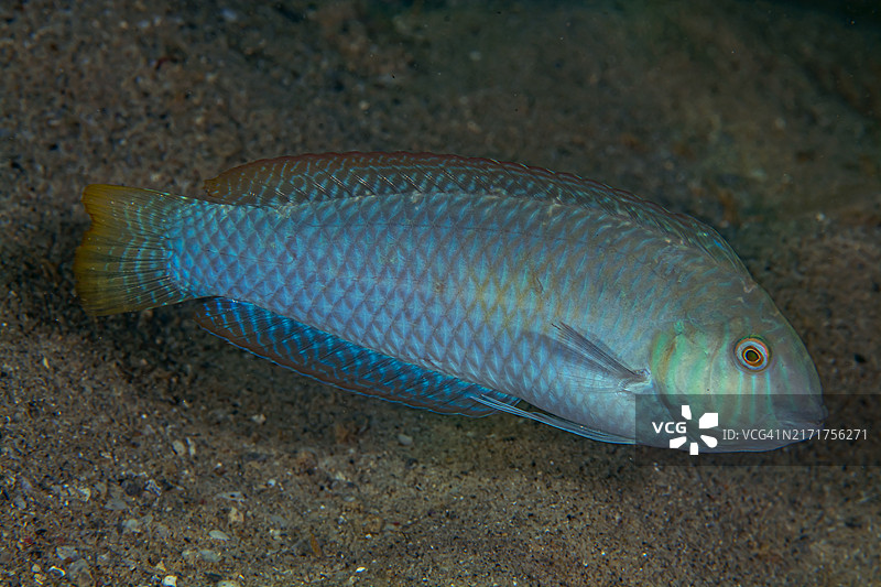 珠颈龙占鱼图片素材