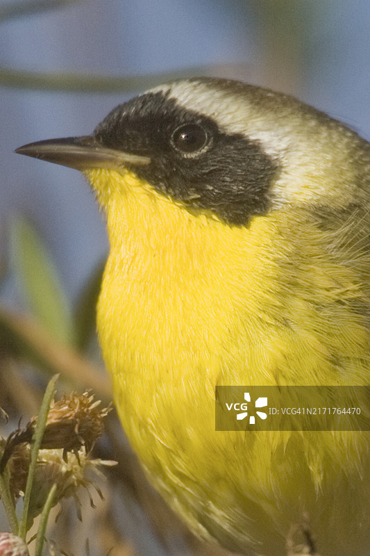 黄喉地莺特写图片素材