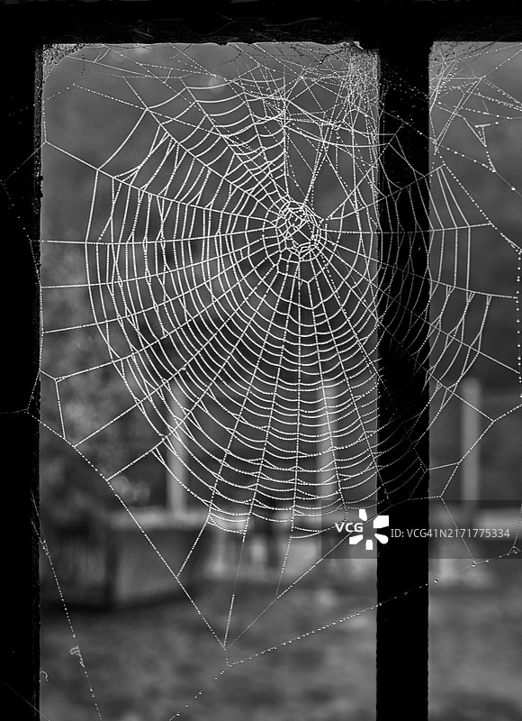 英国杰伊威克蜘蛛网特写图片素材