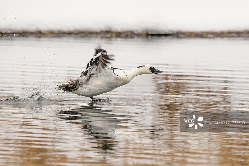 在湖中游泳的水鸭特写图片素材