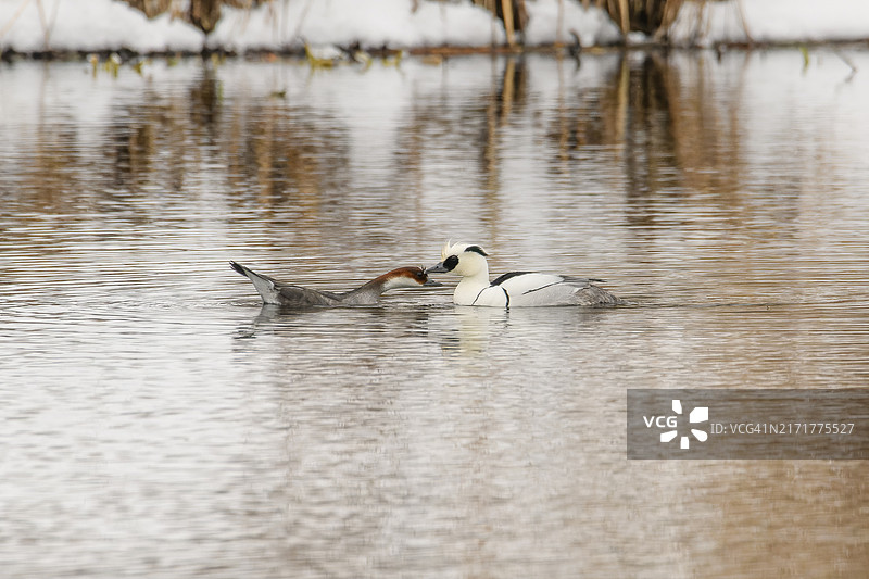 鸭妈妈和小鸭子图片素材