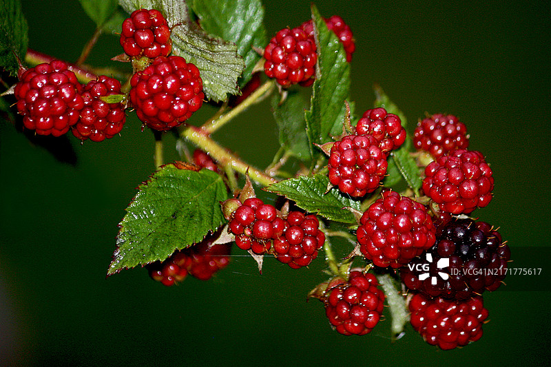 植物上的红色浆果特写图片素材