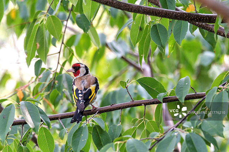 金翅雀栖息在树上特写，美国威斯康星州基诺沙图片素材