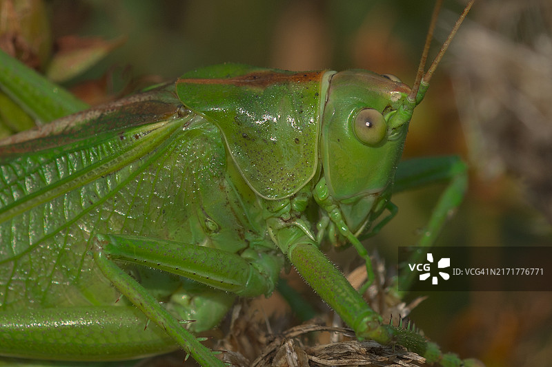 昆虫特写镜头图片素材
