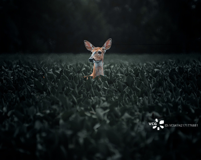 美国特拉华州萨塞克斯郡田野里的狗图片素材