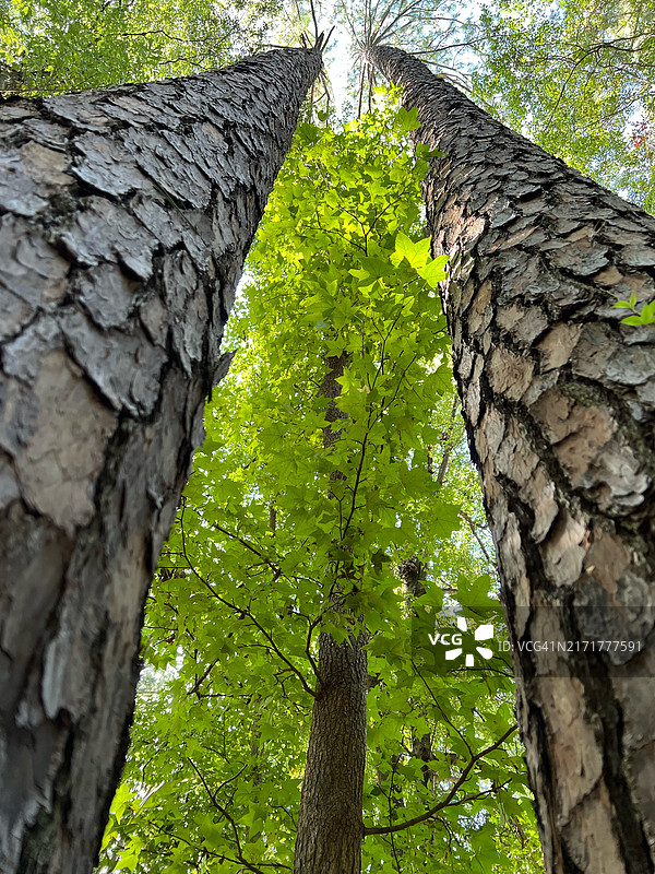 仰视视角：佐治亚州的树木与天空图片素材