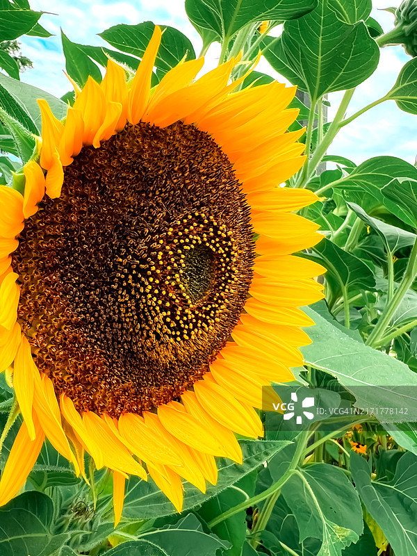 向日葵特写图片素材