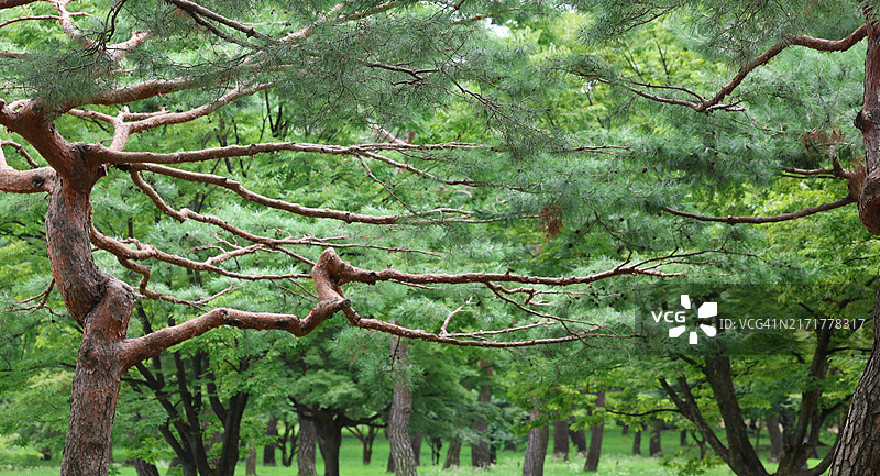 森林中的树木图片素材