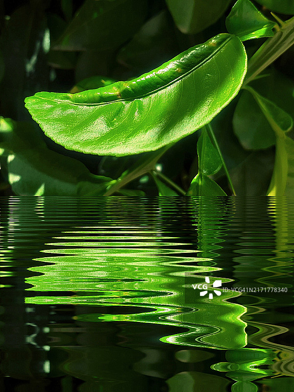绿色叶子的特写镜头图片素材