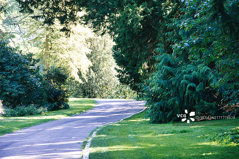 公园里绿树丛中的空旷人行道图片素材