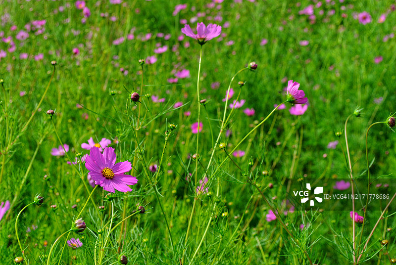 墨西哥特奥洛尤坎田野上的粉色开花植物特写图片素材