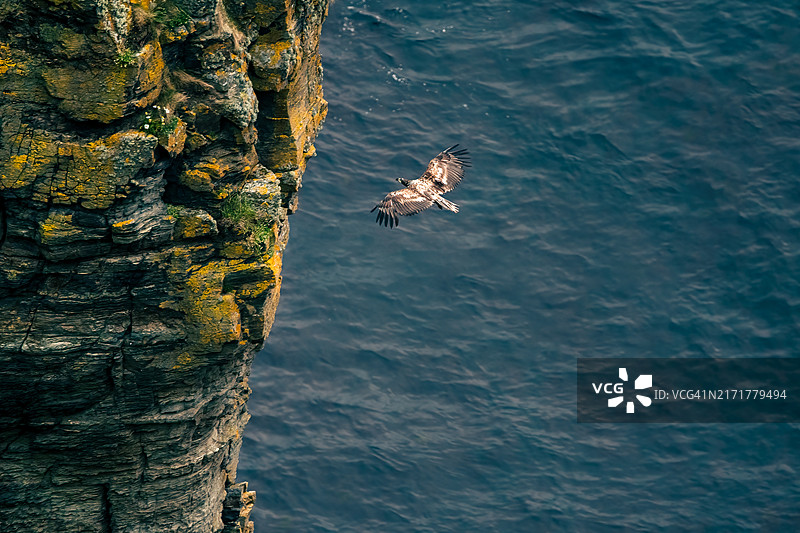 鸟飞过海面的高角度视图图片素材