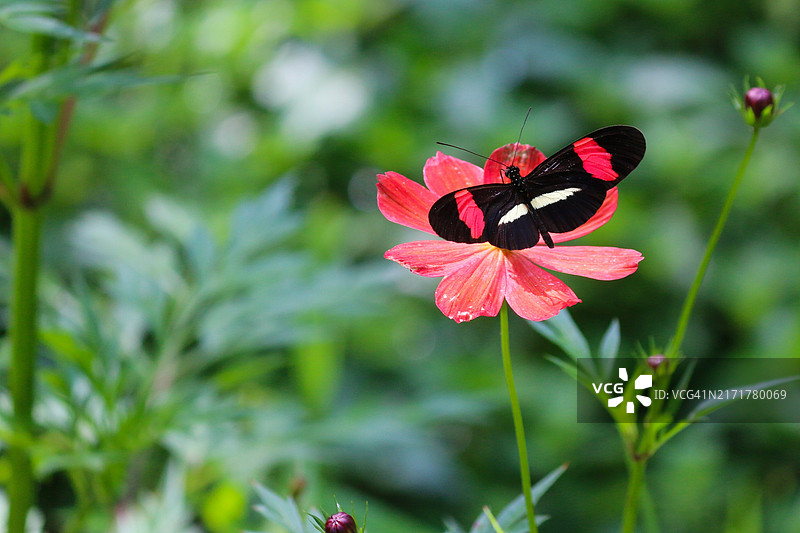 蝴蝶在花朵上授粉的特写镜头图片素材
