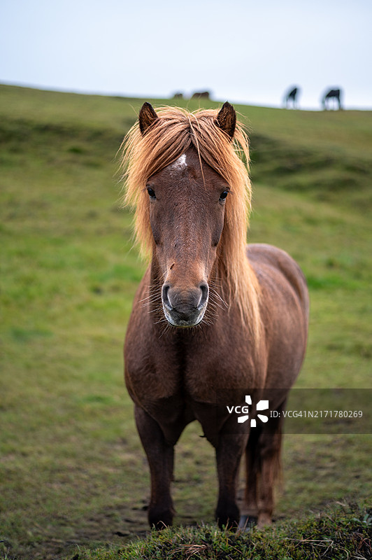田野上的纯种矮种马肖像图片素材