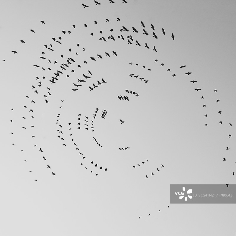低角度视图的鸟儿在天空中飞翔图片素材